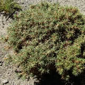 تعيين رويشگاه بالقوه گونه گون زرد با استفاده از تلفيق GIS و سنجش از دور