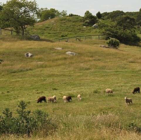 بکارگيري GIS در توصيف بروسلوز انساني و ارتباط آن با اطلاعات دامها در شهرستان بردسير