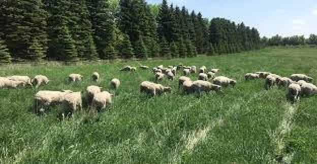 مدل تعيين شايستگي مراتع براي چراي گوسفند با استفاده از GIS مطالعه موردي منطقه بافت