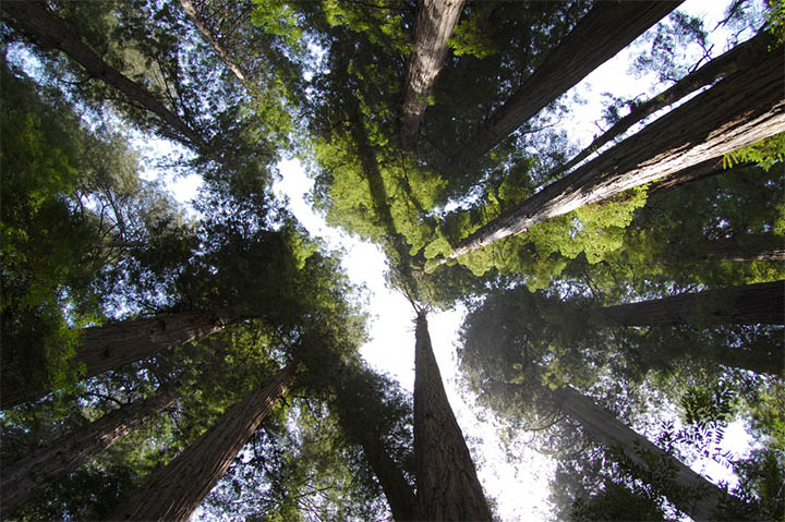 تعيين گونه هاي مناسب جنگلکاري بر اساس توان اکولوژيکي دامنه جنوبي البرز با استفاده از GIS (درکه- ولنجک شميران)