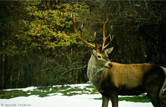 مارال در جنگل های ارسباران